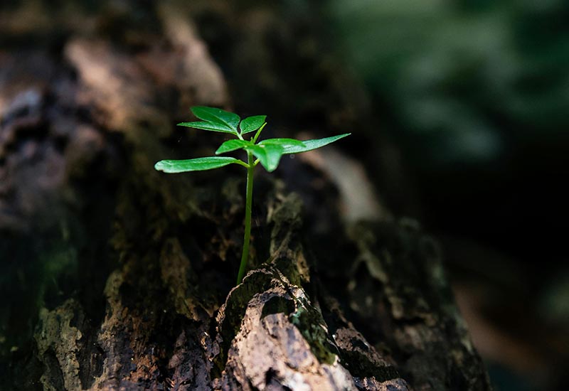 Tamar, source de vie