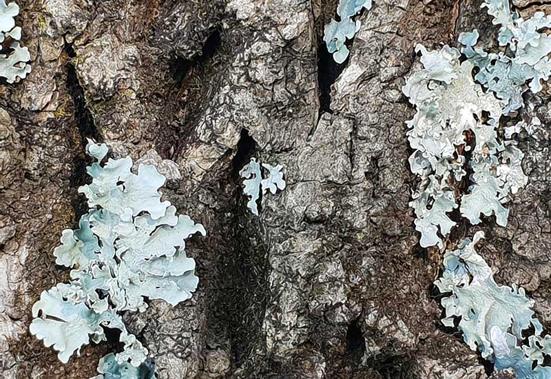 Leçons de vie tirées des lichens