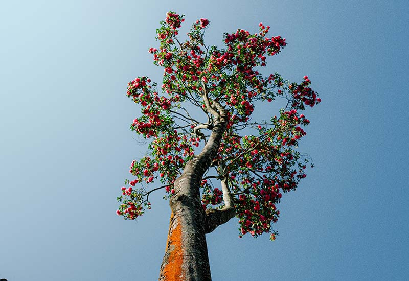 Un arbre unique